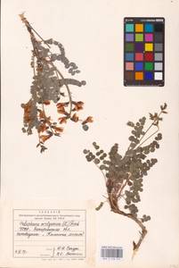 Майкараган волжский (L.f.) Pall. ex Fisch., Восточная Европа, Южно-Украинский район (E12) (Украина)