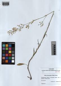 KUZ 004 027, Смолевка зеленоцветковая (Willd.) Ehrh., Сибирь, Алтай и Саяны (S2) (Россия)