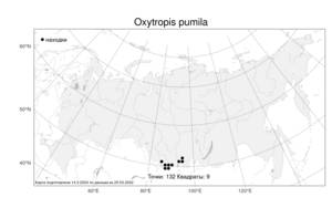 Oxytropis pumila, Остролодочник малорослый Fisch. ex DC., Атлас флоры России (FLORUS) (Россия)