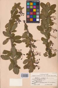 Барбарис обыкновенный L., Восточная Европа, Нижневолжский район (E9) (Россия)