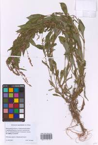 Горец развесистый, Горец щавелелистный развесистый, Восточная Европа, Московская область и Москва (E4a) (Россия)