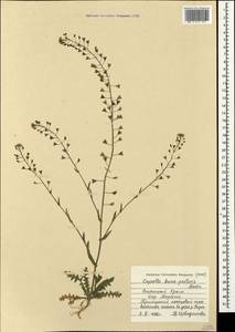 Пастушья сумка обыкновенная (L.) Medik., Крым (KRYM) (Россия)