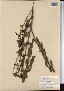 Mesosphaerum pectinatum (L.) Kuntze, Америка (AMER) (Куба)