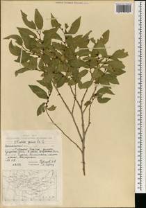 Вяз приземистый, Вяз мелколистный L., Монголия (MONG) (Монголия)