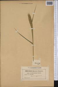 Elymus virginicus L., Америка (AMER) (Неизвестно)