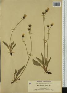 Hieracium schmidtii subsp. brunelliforme (Arv.-Touv.) O. Bolòs & Vigo, Западная Европа (EUR) (Франция)