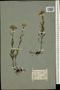 Тысячелистник обыкновенный L., Кавказ, Грузия (K4) (Грузия)