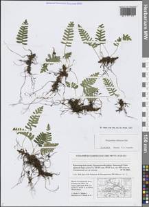 Многоножка сибирская Sipliv., Сибирь, Алтай и Саяны (S2) (Россия)