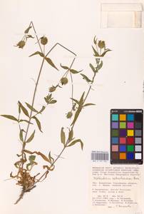 Смолевка астраханская, Дрема астраханская (Pacz.) Takht., Средняя Азия и Казахстан, Прикаспийский Устюрт и Северное Приаралье (M8) (Казахстан)