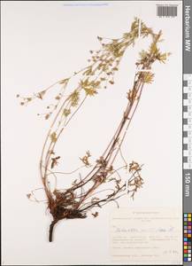 Лапчатка многонадрезанная, Лапчатка многонадрезная L., Сибирь, Западная Сибирь (S1) (Россия)