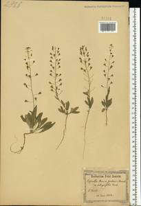 Пастушья сумка обыкновенная (L.) Medik., Восточная Европа, Северо-Украинский район (E11) (Украина)