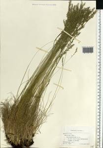 Овсяница овечья L., Восточная Европа, Белоруссия (E3a) (Белоруссия)