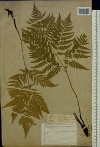 Pteridium aquilinum subsp. pinetorum (C. N. Page & R. R. Mill) J. A. Thomson, Восточная Европа, Центральный лесостепной район (E6) (Россия)