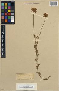 Anthemis cretica subsp. albida (Boiss.) Grierson, Зарубежная Азия (ASIA) (Турция)