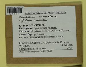 Orthotrichum anomalum Hedw., Гербарий мохообразных, Мхи - Белоруссия (B2) (Белоруссия)