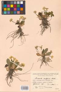 Первоцвет обыкновенный Huds., Кавказ, Грузия (K4) (Грузия)