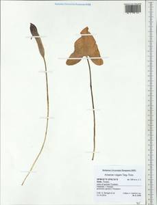 Arisarum vulgare O.Targ.Tozz., Западная Европа (EUR) (Италия)