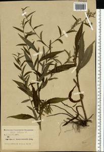 Symphyotrichum ×salignum (Willd.) G. L. Nesom, Восточная Европа, Центральный лесостепной район (E6) (Россия)