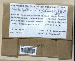 Diplophyllum taxifolium (Wahlenb.) Dumort., Гербарий мохообразных, Мхи - Северный Кавказ и Предкавказье (B12) (Россия)
