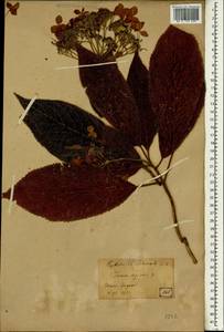 Hydrangea involucrata Siebold, Зарубежная Азия (ASIA) (Япония)