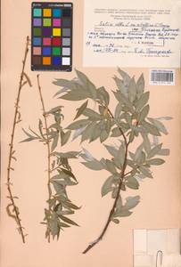 Salix alba × vitellina, Восточная Европа, Средневолжский район (E8) (Россия)