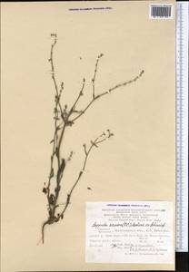 Rochelia sessiliflora (Boiss.) Khoshsokhan & Kaz. Osaloo, Средняя Азия и Казахстан, Северный и Центральный Казахстан (M10) (Казахстан)