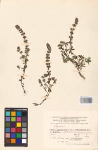 MHA 0 156 799, Чабрец, Восточная Европа, Западно-Украинский район (E13) (Украина)