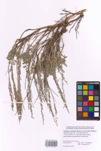 Artemisia semiarida (Krasch. & Lavrova) Filatova, Восточная Европа, Восточный район (E10) (Россия)