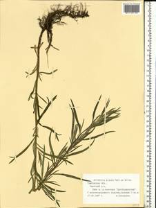 Полынь сизая Pall. ex Willd., Восточная Европа, Центральный лесостепной район (E6) (Россия)