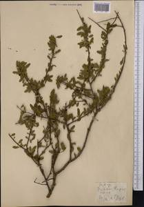 Prunus microcarpa C. A. Mey., Средняя Азия и Казахстан, Копетдаг, Бадхыз, Малый и Большой Балхан (M1) (Туркмения)