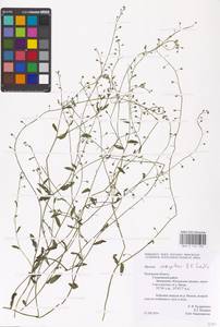 MHA 0 153 109, Myosotis laxa subsp. laxa, Восточная Европа, Центральный район (E4) (Россия)