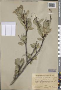 Exochorda racemosa subsp. racemosa, Средняя Азия и Казахстан, Западный Тянь-Шань и Каратау (M3) (Киргизия)