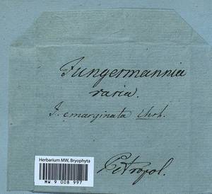 Gymnocolea inflata (Huds.) Dumort., Гербарий мохообразных, Мхи (без точных пунктов) (B0)