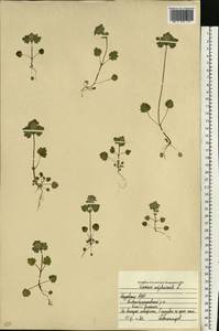 Яснотка стеблеобъемлющая L., Восточная Европа, Средневолжский район (E8) (Россия)