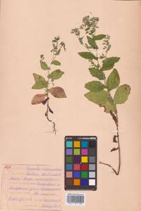 Crepidiastrum denticulatum subsp. denticulatum, Сибирь, Дальний Восток (S6) (Россия)