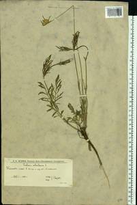 Скабиоза бледно-желтая L., Восточная Европа, Нижневолжский район (E9) (Россия)