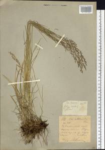 Мятлик оттянутый Trin., Сибирь, Западный (Казахстанский) Алтай (S2a) (Казахстан)