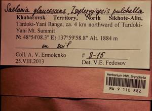 MW 9 110 882, Saelania glaucescens (Hedw.) Broth., Гербарий мохообразных, Мхи - Дальний Восток (без Чукотки и Камчатки) (B20) (Россия)