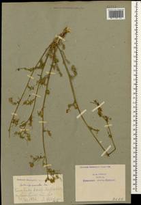 Medicago lessingii Fisch. & C.A.Mey. ex Kar., Кавказ, Азербайджан (K6) (Азербайджан)