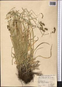 Осока многолистная Kar. & Kir., Средняя Азия и Казахстан, Северный и Центральный Тянь-Шань (M4) (Киргизия)