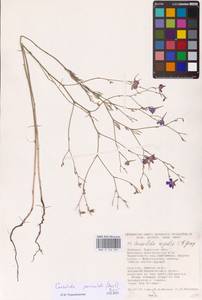 Delphinium consolida subsp. paniculatum (Host) N.Busch, Восточная Европа, Южно-Украинский район (E12) (Украина)