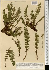 Щитовник пахучий (L.) Schott, Монголия (MONG) (Монголия)