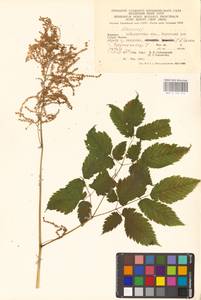 Волжанка двудомная (Walter) Fernald, Восточная Европа, Западно-Украинский район (E13) (Украина)