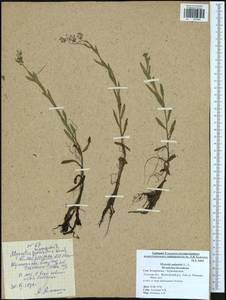 Незабудка скорпионовидная L., Восточная Европа, Центральный район (E4) (Россия)