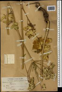 Борщевик пастернаколистный K.Koch, Кавказ, Армения (K5) (Армения)