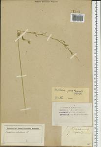Lolium pratense (Huds.) Darbysh., Сибирь, Алтай и Саяны (S2) (Россия)