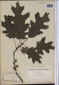Quercus velutina Lam., Америка (AMER) (Неизвестно)
