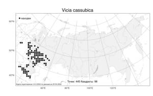 Vicia cassubica, Горошек кашубский L., Атлас флоры России (FLORUS) (Россия)