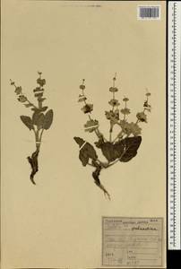 Salvia palaestina Benth., Зарубежная Азия (ASIA) (Ирак)