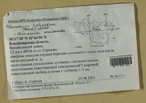 Pleurozium schreberi (Willd. ex Brid.) Mitt., Гербарий мохообразных, Мхи - Центральное Нечерноземье (B6) (Россия)